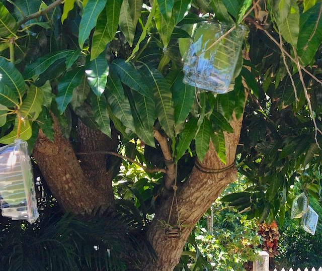 clamshells on the mango tree