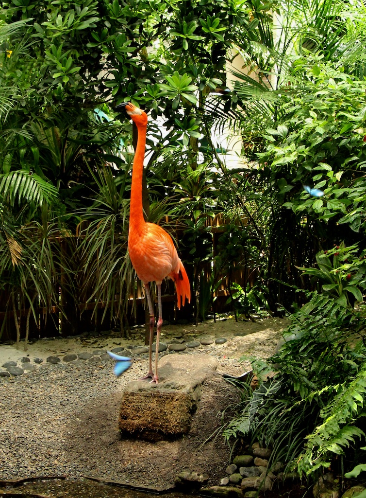flamingo and morphos (1)