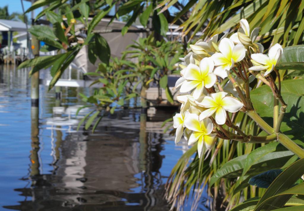 frangipani