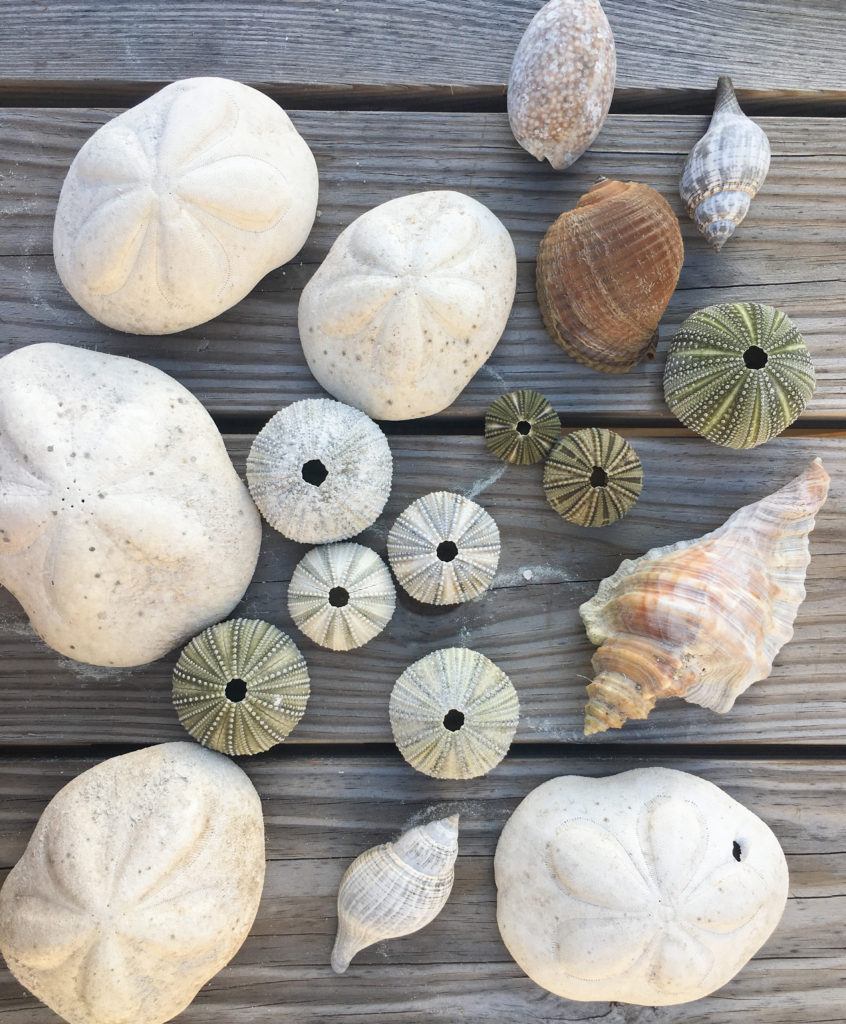 shells