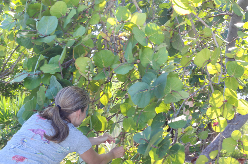 pickinggrapes