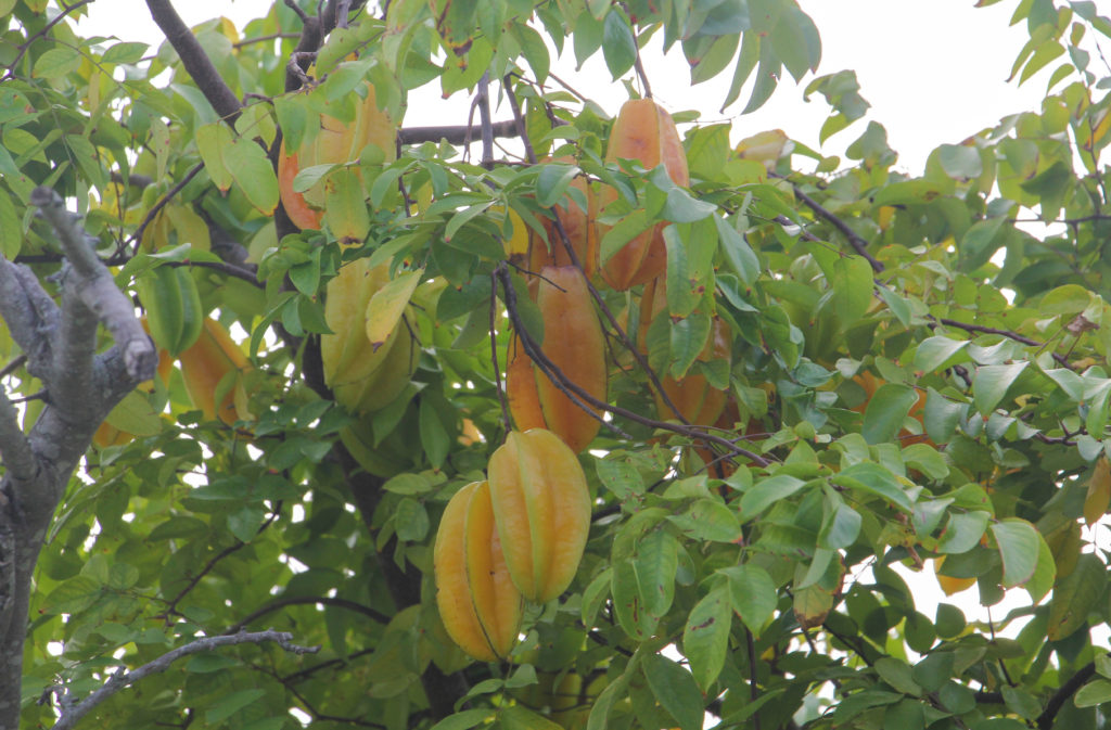 carambola