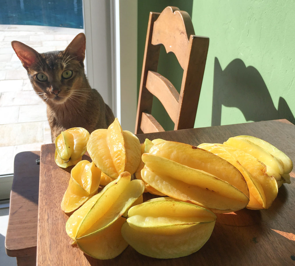 starfruit chips