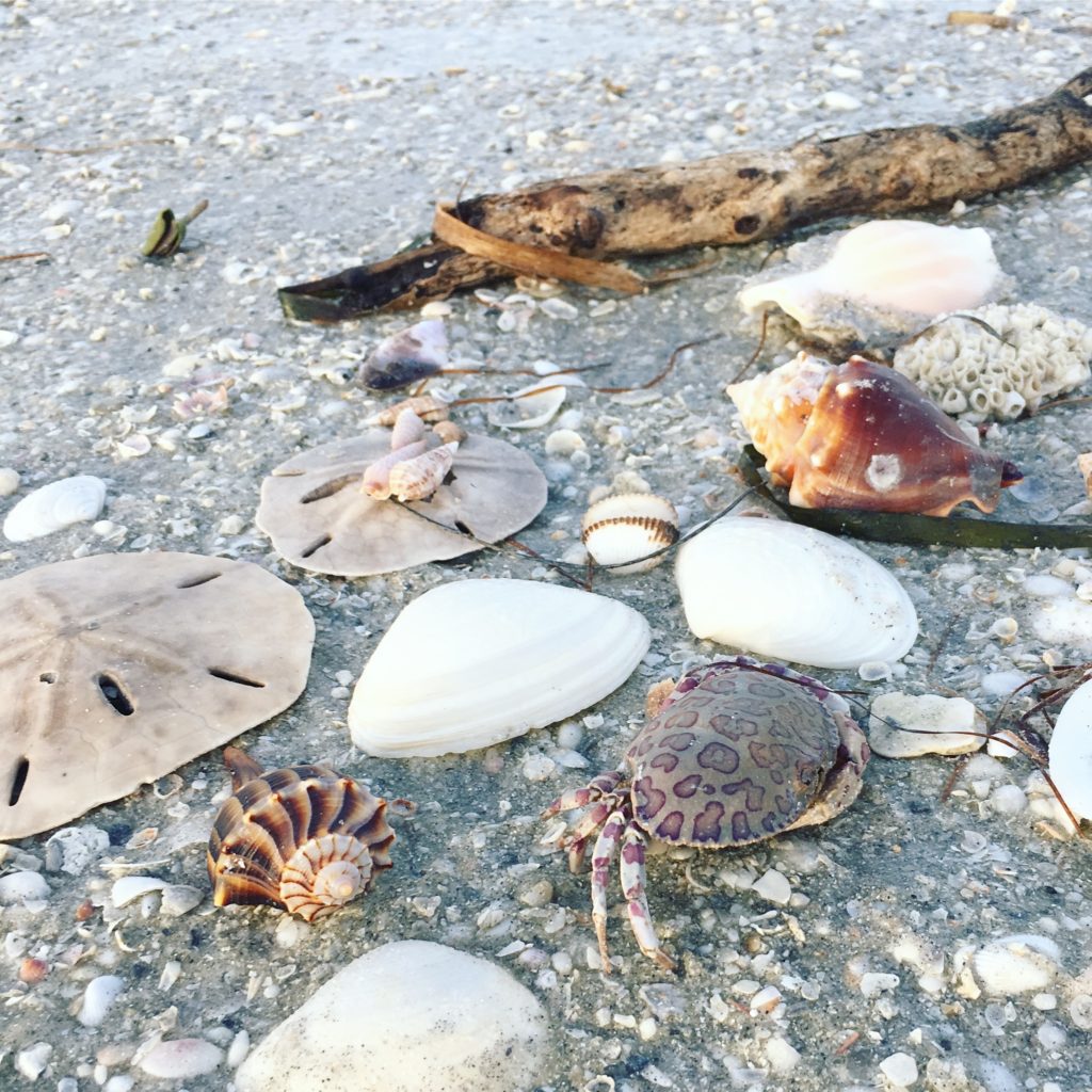 A Sand Dollar Wreath - Suwannee Rose